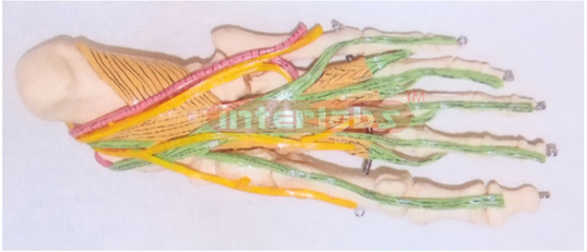 BIG ADULT HUMAN FOOT BONE WITH MUSCLES, ARTERY AND NERVE FOR MIDDLE LAYER OF SOLE